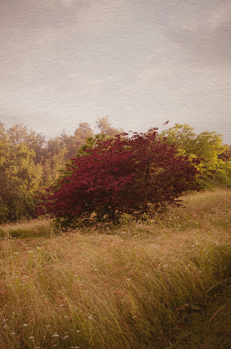 Garden and Trees, Cerces, magenta